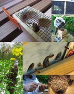 Learning to Install a Package of Bees Image